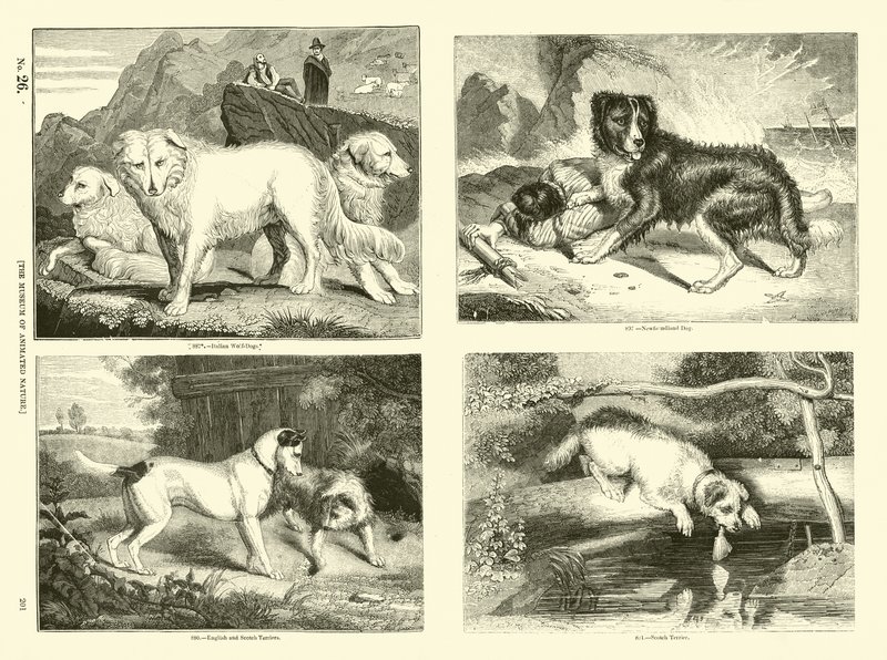 Página de The Pictorial Museum of Animated Nature de English School