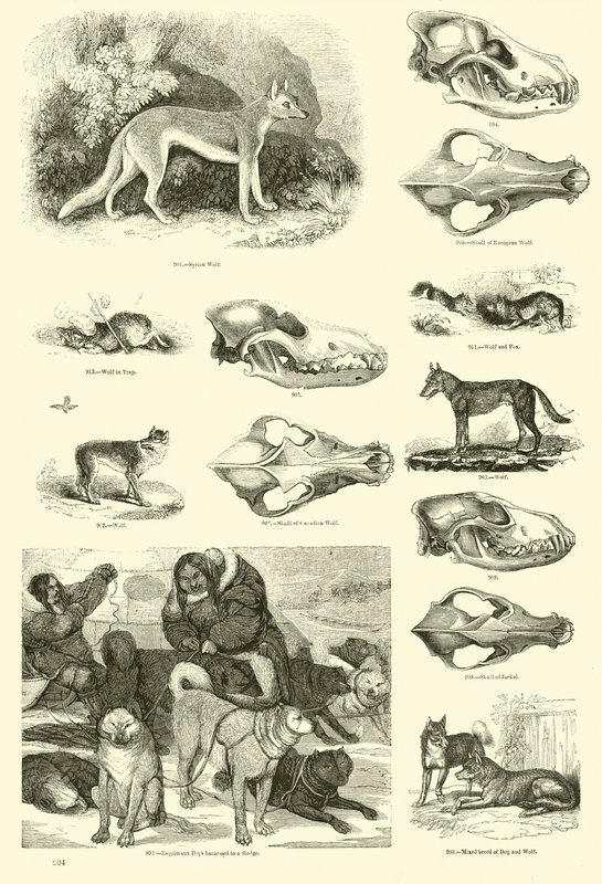 Página de The Pictorial Museum of Animated Nature de English School