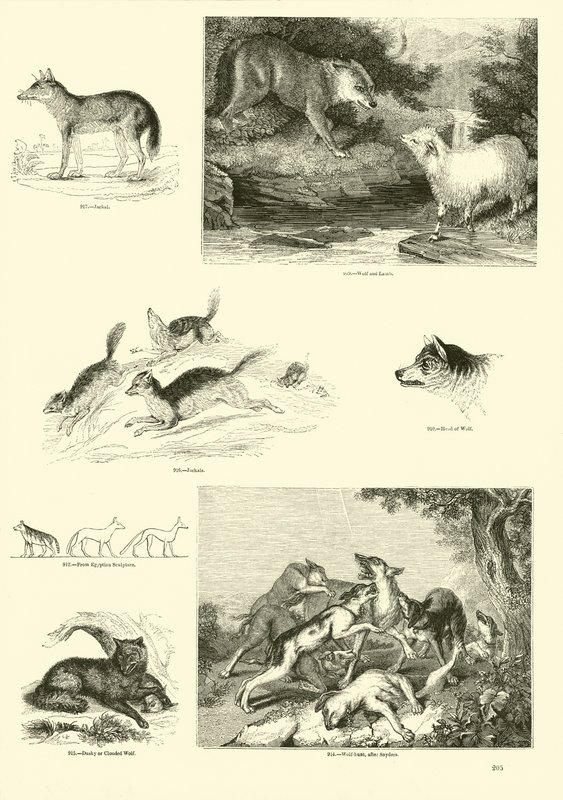 Página de The Pictorial Museum of Animated Nature de English School