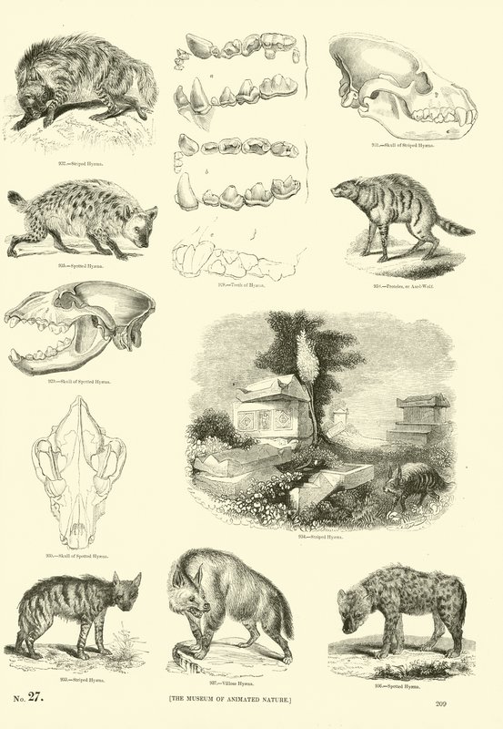 Página de The Pictorial Museum of Animated Nature de English School