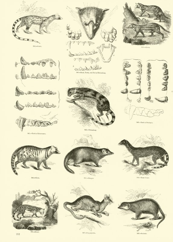 Página de The Pictorial Museum of Animated Nature de English School