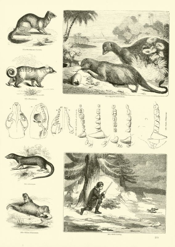 Página de The Pictorial Museum of Animated Nature de English School