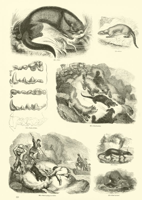 Página de The Pictorial Museum of Animated Nature de English School