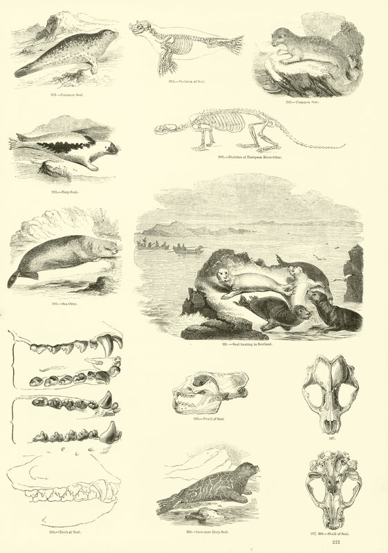 Página de The Pictorial Museum of Animated Nature de English School