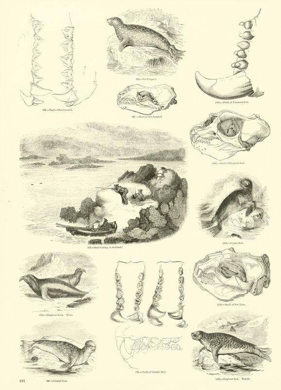 Página de The Pictorial Museum of Animated Nature de English School