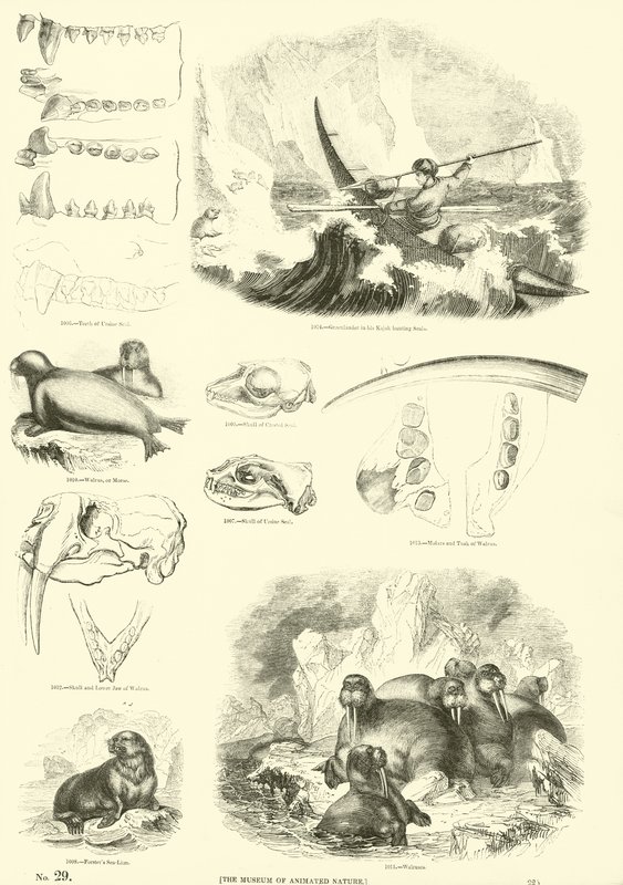 Página de The Pictorial Museum of Animated Nature de English School