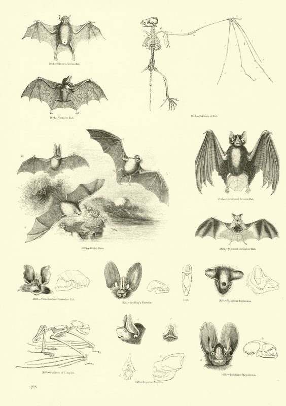 Página de The Pictorial Museum of Animated Nature de English School