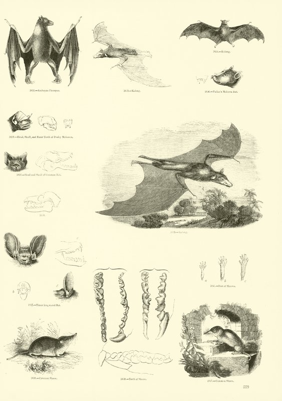 Página de The Pictorial Museum of Animated Nature de English School