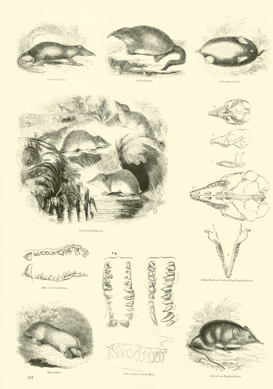 Página de The Pictorial Museum of Animated Nature de English School