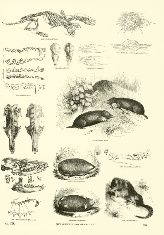 Página de The Pictorial Museum of Animated Nature de English School