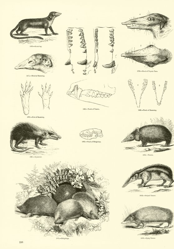 Página de The Pictorial Museum of Animated Nature de English School
