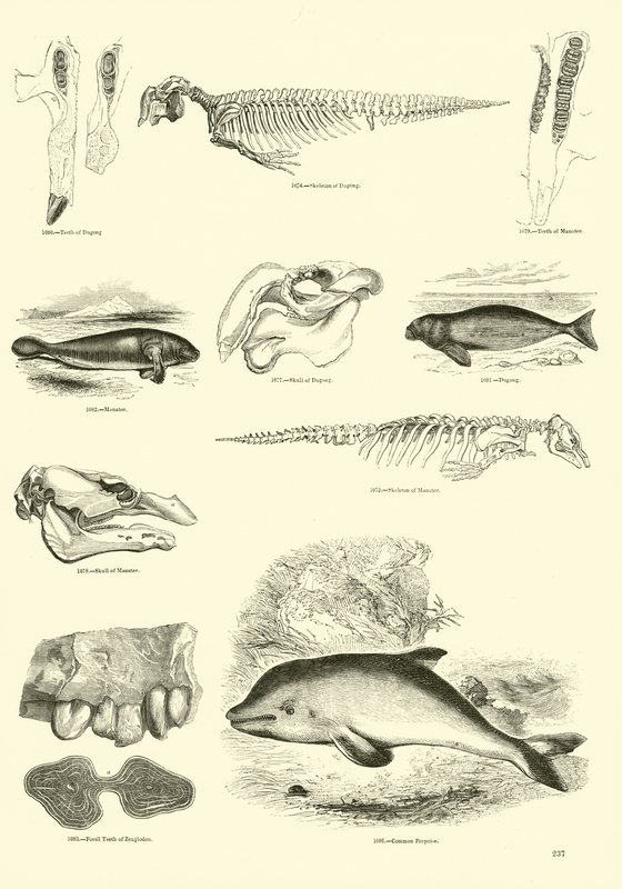 Página de The Pictorial Museum of Animated Nature de English School