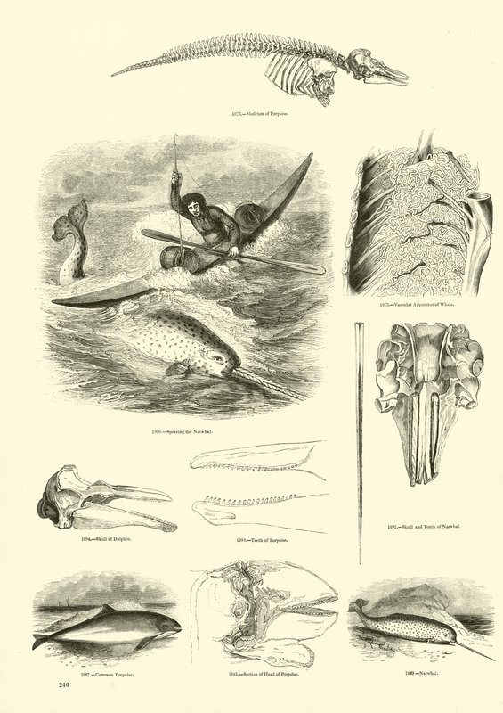 Página de The Pictorial Museum of Animated Nature de English School