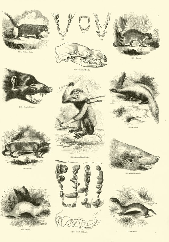 Página de The Pictorial Museum of Animated Nature de English School