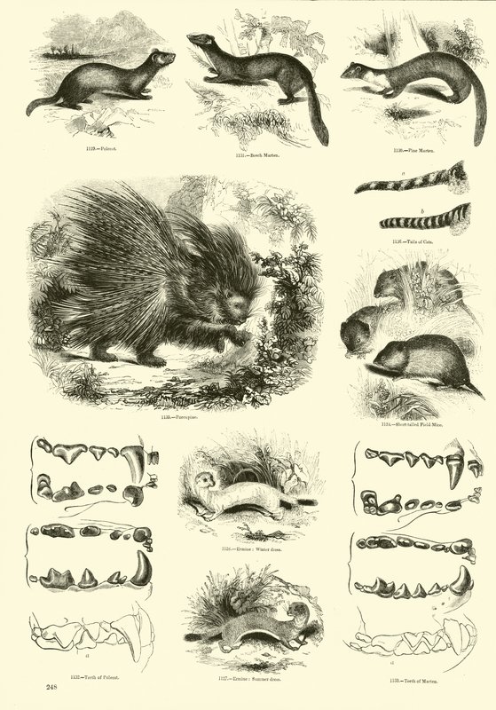 Página de The Pictorial Museum of Animated Nature de English School