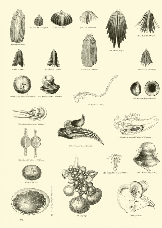 Página de The Pictorial Museum of Animated Nature de English School