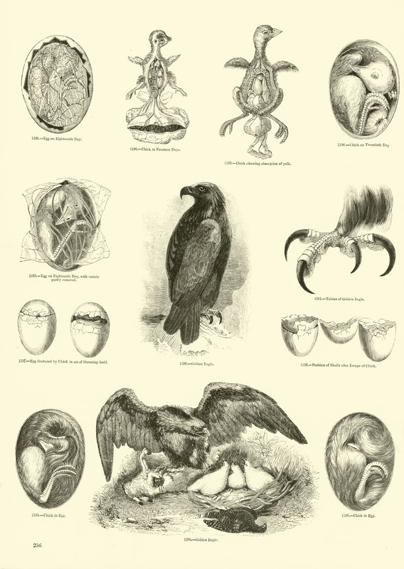 Página de The Pictorial Museum of Animated Nature de English School