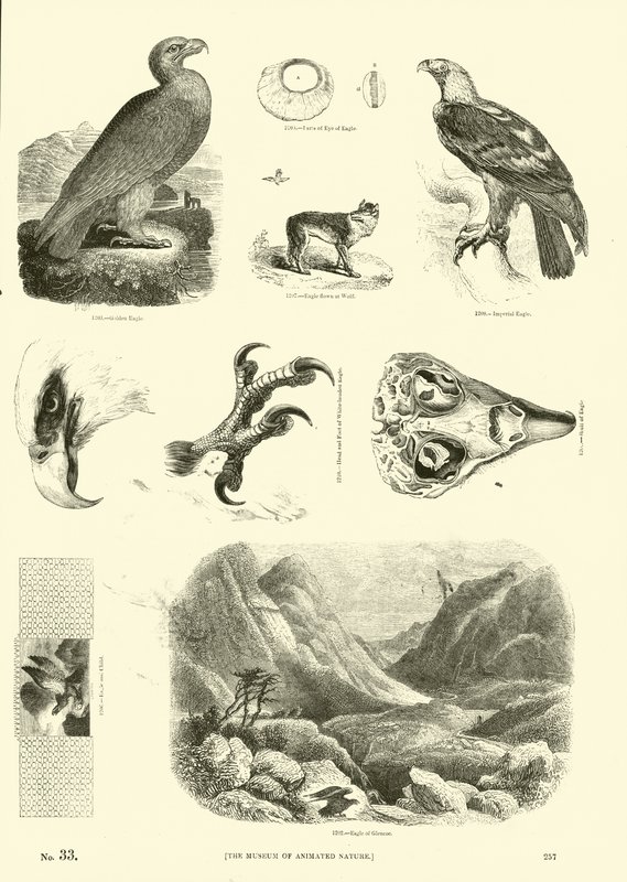 Página de The Pictorial Museum of Animated Nature de English School