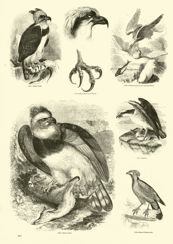 Página de The Pictorial Museum of Animated Nature de English School