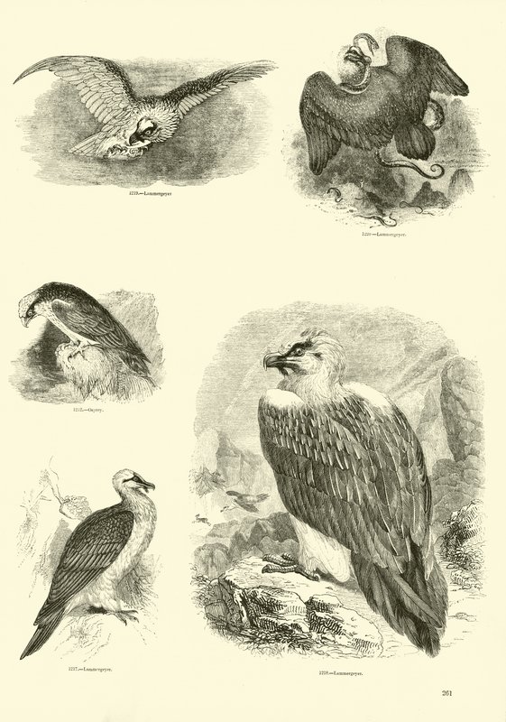 Página de The Pictorial Museum of Animated Nature de English School