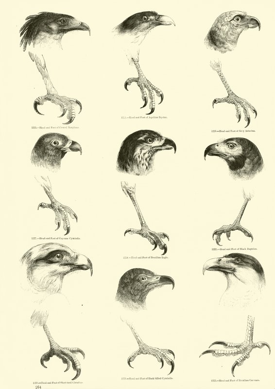 Página de The Pictorial Museum of Animated Nature de English School