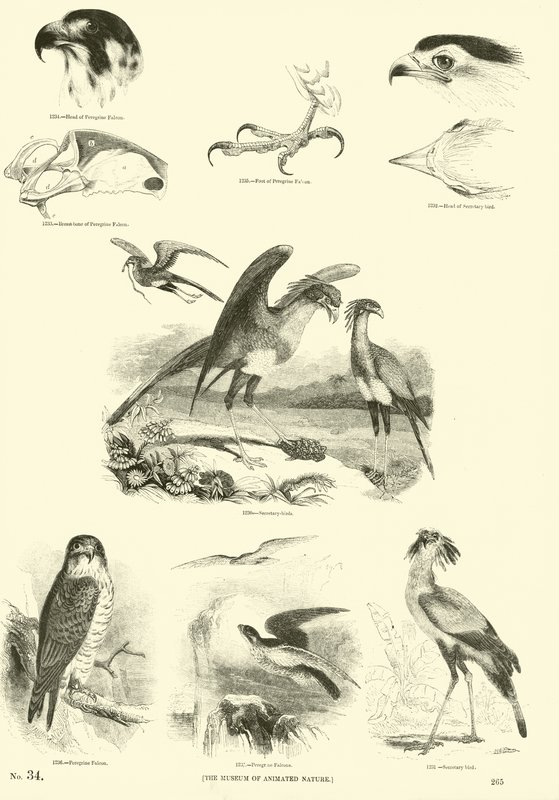 Página de The Pictorial Museum of Animated Nature de English School