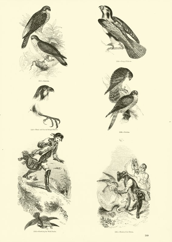 Página de The Pictorial Museum of Animated Nature de English School