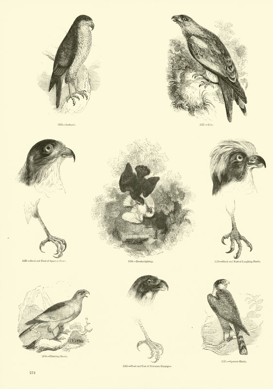Página de The Pictorial Museum of Animated Nature de English School