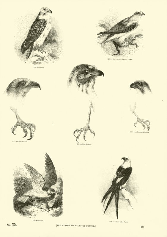 Página de The Pictorial Museum of Animated Nature de English School