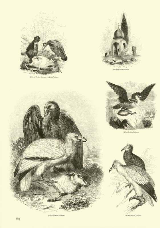 Página de The Pictorial Museum of Animated Nature de English School