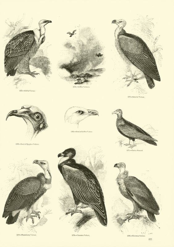 Página de The Pictorial Museum of Animated Nature de English School