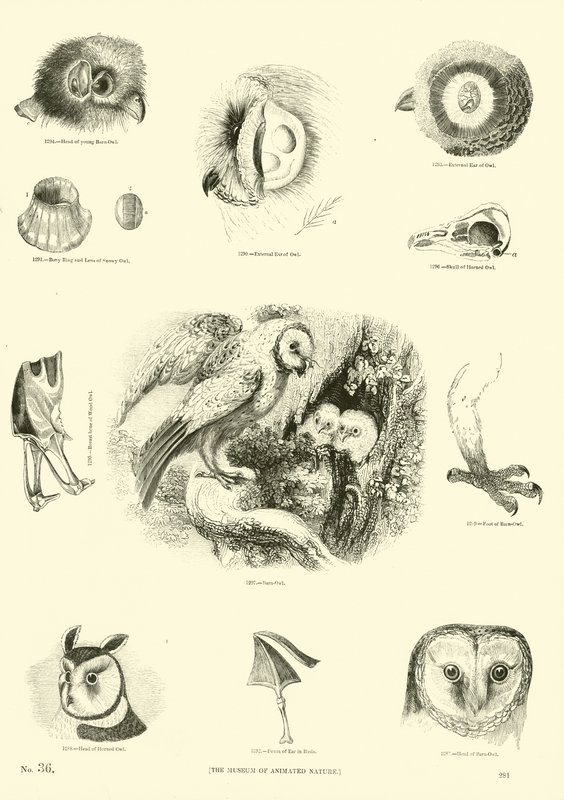 Página de The Pictorial Museum of Animated Nature de English School