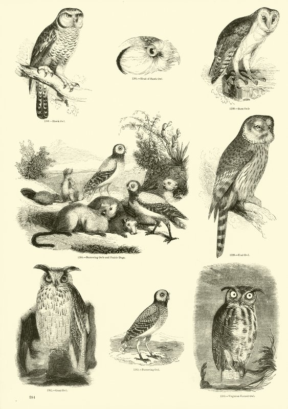 Página de The Pictorial Museum of Animated Nature de English School