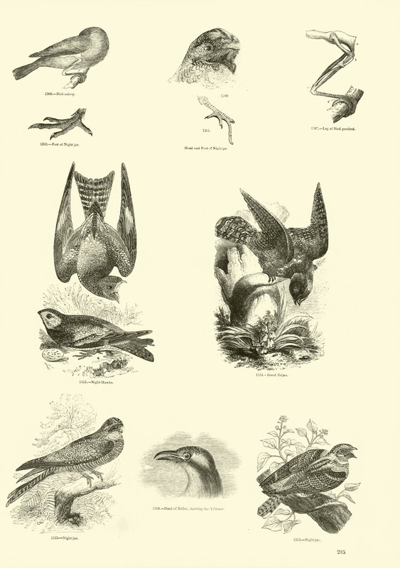 Página de The Pictorial Museum of Animated Nature de English School