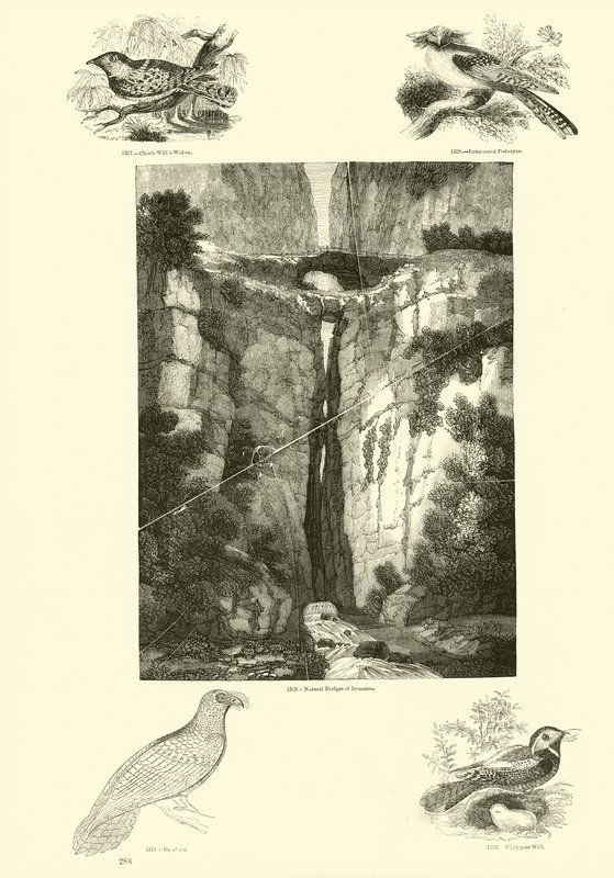 Página de The Pictorial Museum of Animated Nature de English School