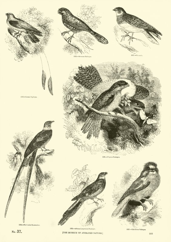 Página de The Pictorial Museum of Animated Nature de English School