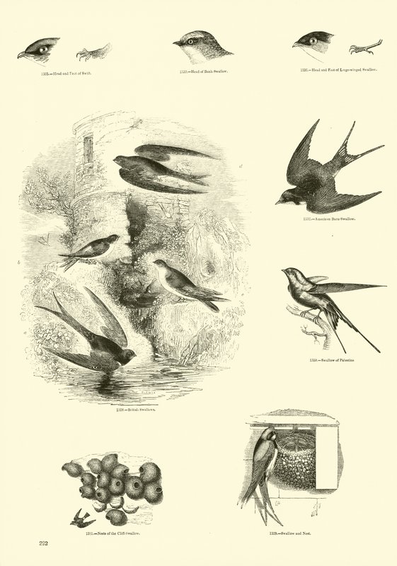 Página de The Pictorial Museum of Animated Nature de English School