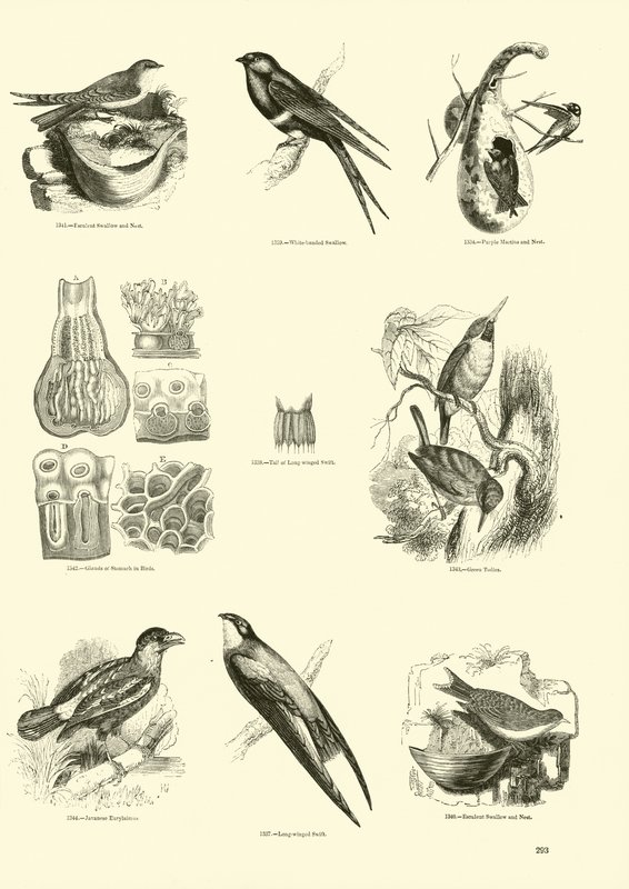 Página de The Pictorial Museum of Animated Nature de English School