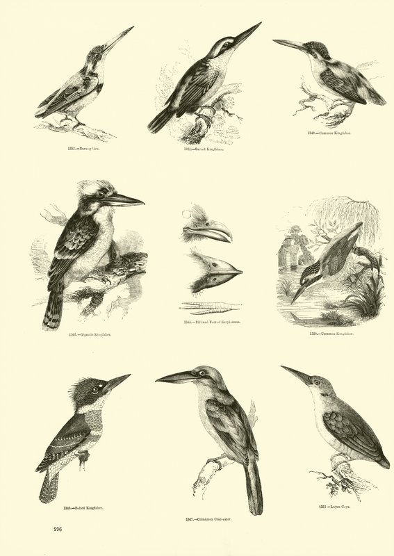 Página de The Pictorial Museum of Animated Nature de English School