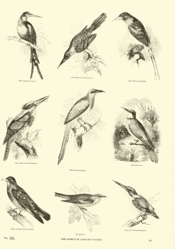 Página de The Pictorial Museum of Animated Nature de English School