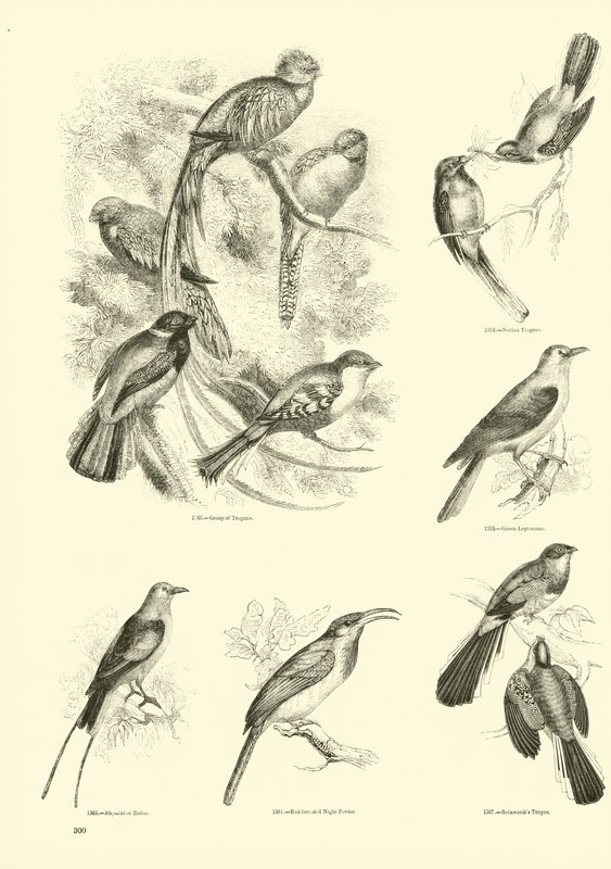 Página de The Pictorial Museum of Animated Nature de English School
