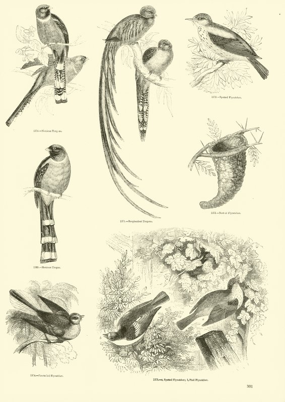 Página de The Pictorial Museum of Animated Nature de English School