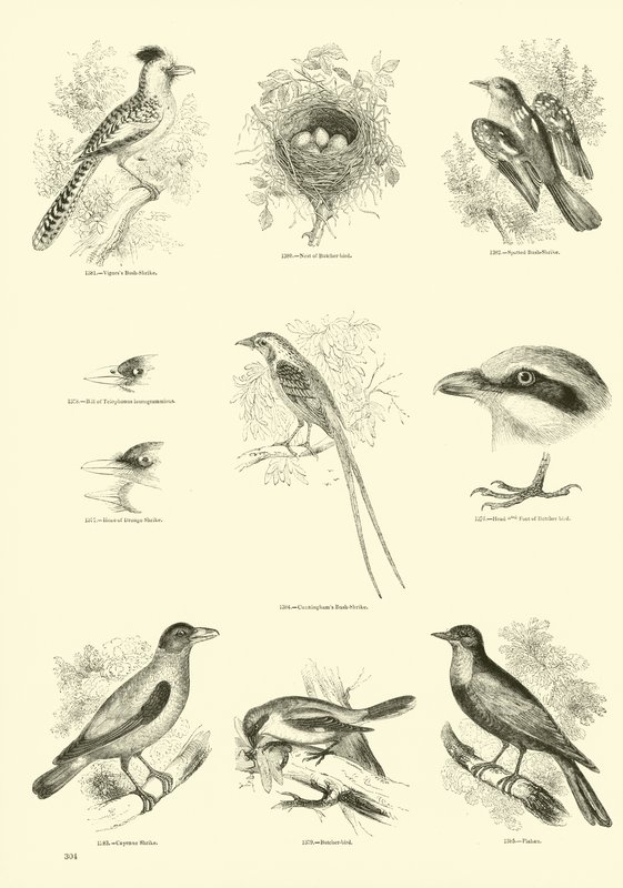 Página de The Pictorial Museum of Animated Nature de English School
