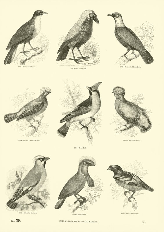 Página de The Pictorial Museum of Animated Nature de English School