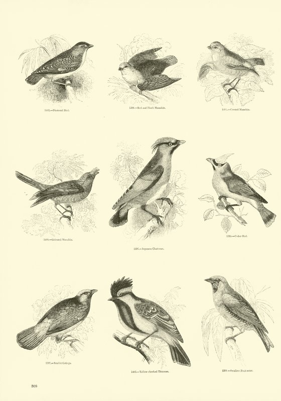 Página de The Pictorial Museum of Animated Nature de English School