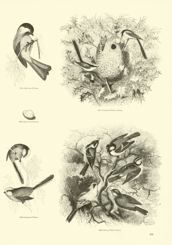 Página de The Pictorial Museum of Animated Nature de English School