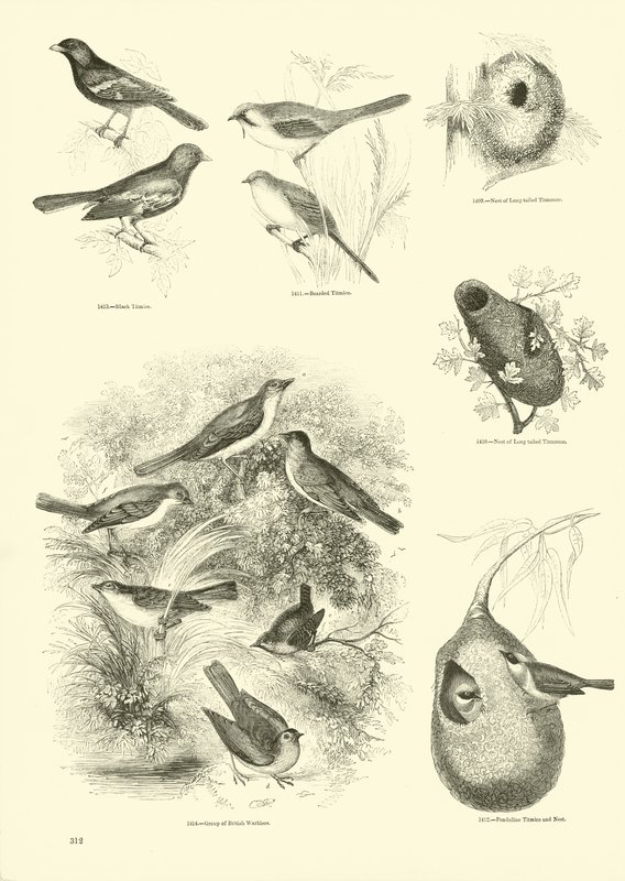 Página de The Pictorial Museum of Animated Nature de English School