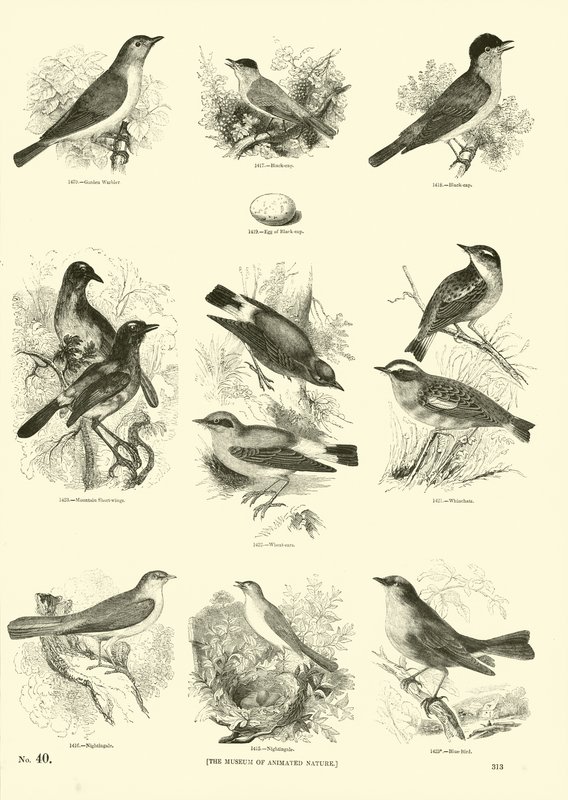 Página de The Pictorial Museum of Animated Nature de English School