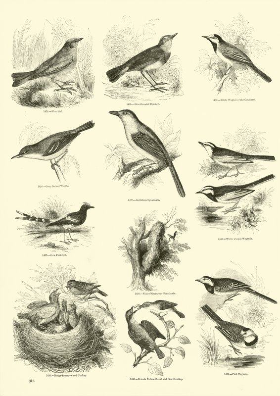 Página de The Pictorial Museum of Animated Nature de English School