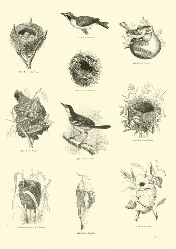 Página de The Pictorial Museum of Animated Nature de English School